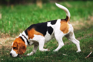 Beagle