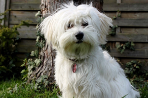 Havanese Bichon