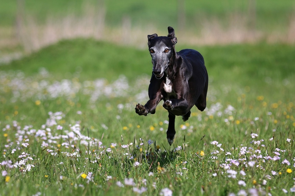 Galgo Espanol